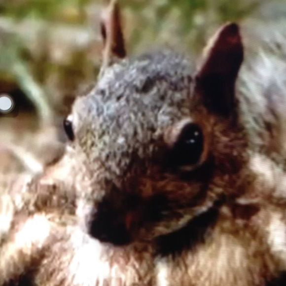 squibb